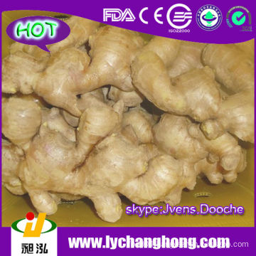 Ginger Root/Air Dried Ginger/Fresh Ginger